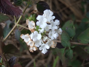 e0225164_65402.jpg