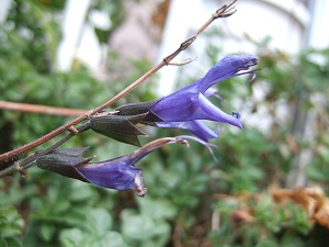 e0225164_6541631.jpg