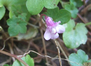 e0225164_6555371.jpg