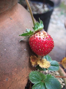 e0225164_6582431.jpg