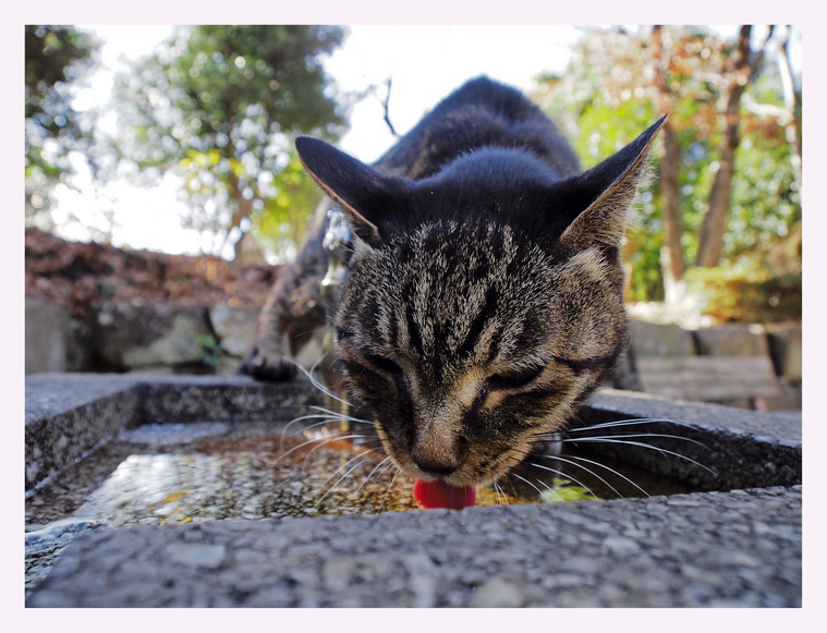 酔い覚めの水。_c0129381_10242189.jpg