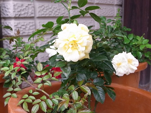 e0158687_104762.jpg
