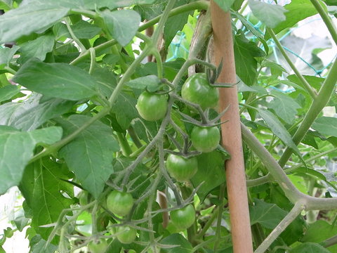 e0158687_10564166.jpg