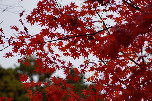 日本一の紅葉　教林坊、賢者聖徳太子に学ぶ、武将織田信長の知恵、即原発廃炉は中国が喜ぶだけ②_d0181492_2033341.jpg