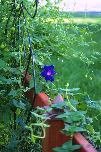 Baloon Vine and my mom_c0062603_1334091.jpg