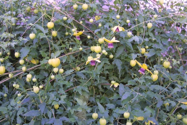 Baloon Vine and my mom_c0062603_134169.jpg