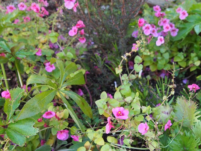 宿根ネメシアvsディアスシア 花の庭づくり庭ぐらしガーデニングキララ