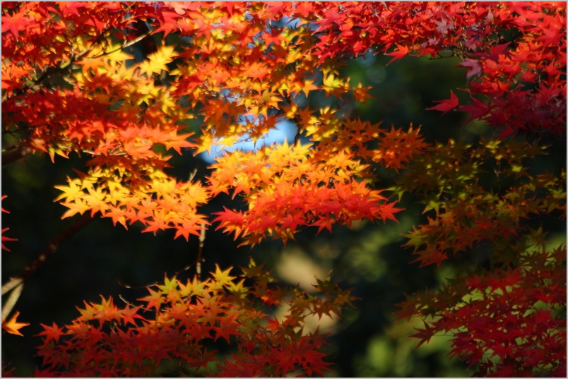 京都紅葉ぶらり旅vol.10　　東山　圓徳院_b0180907_2115936.jpg