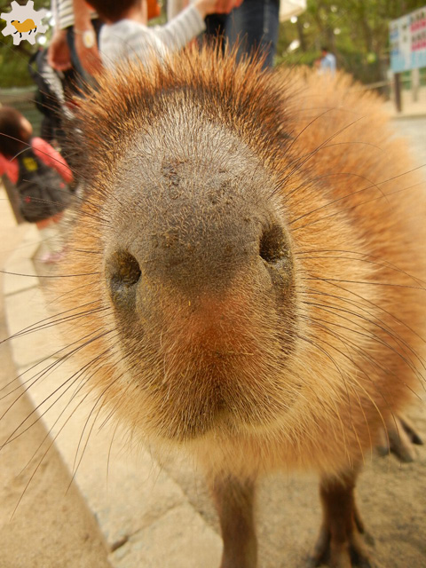 福岡～長崎カピバラの旅1-うみなか篇2 フクラムコロガル_f0138828_19193969.jpg