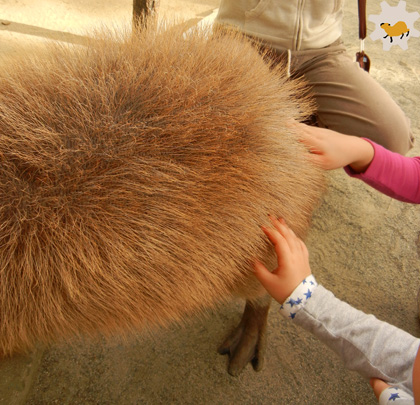 福岡～長崎カピバラの旅1-うみなか篇2 フクラムコロガル_f0138828_20131983.jpg