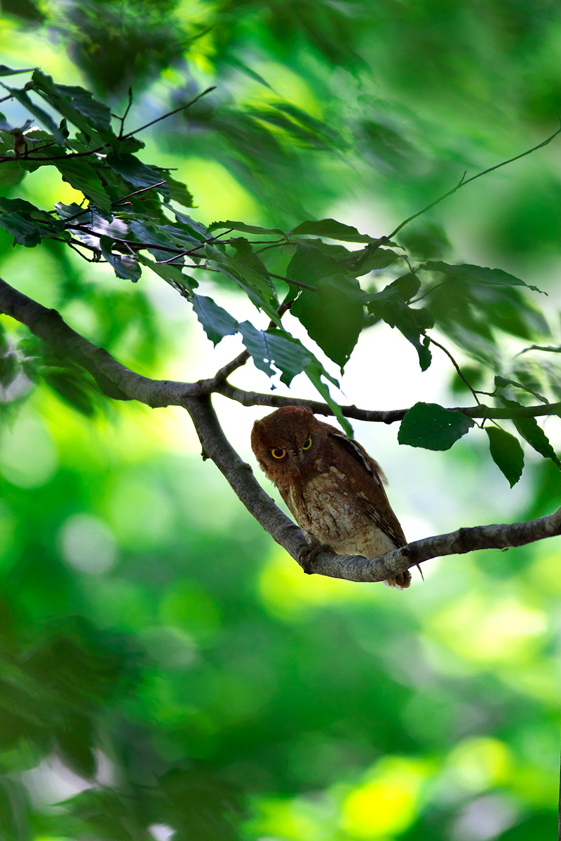 コノハズク（Eurasian Scops-owl）_d0013455_19183489.jpg