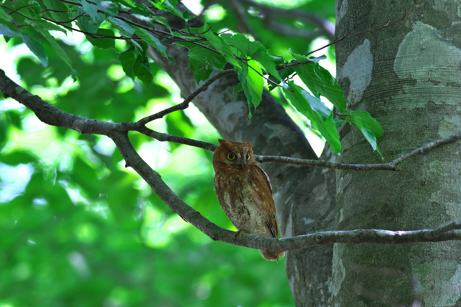 コノハズク（Eurasian Scops-owl）_d0013455_1920342.jpg