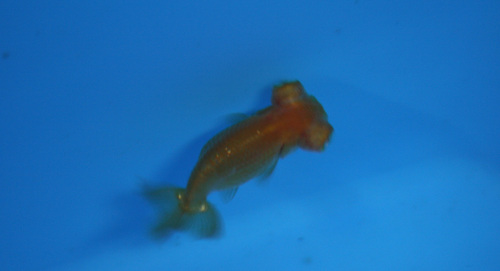 a0162263_20494686.jpg