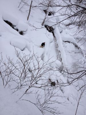 北海道3日目☆ 小樽天狗山スキー場_c0151965_22403741.jpg