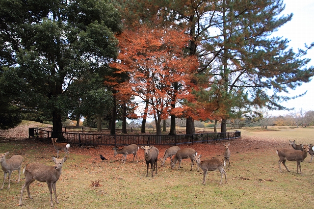 紅葉の忘れ物　　　飛火野_f0014971_22153121.jpg