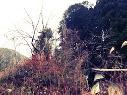 木屋平村_f0172281_10354647.jpg
