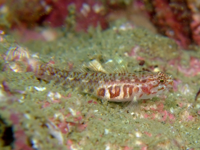 d0175710_8464948.jpg