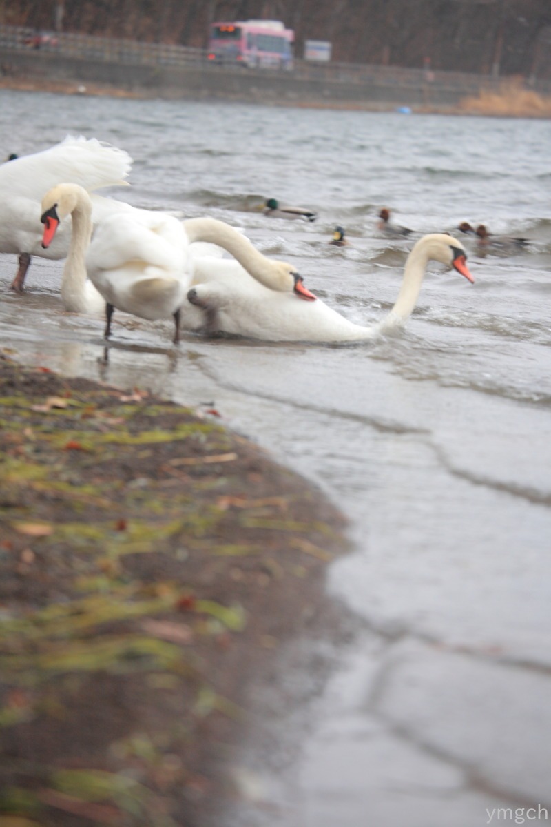 白鳥の湖_f0157812_1348848.jpg