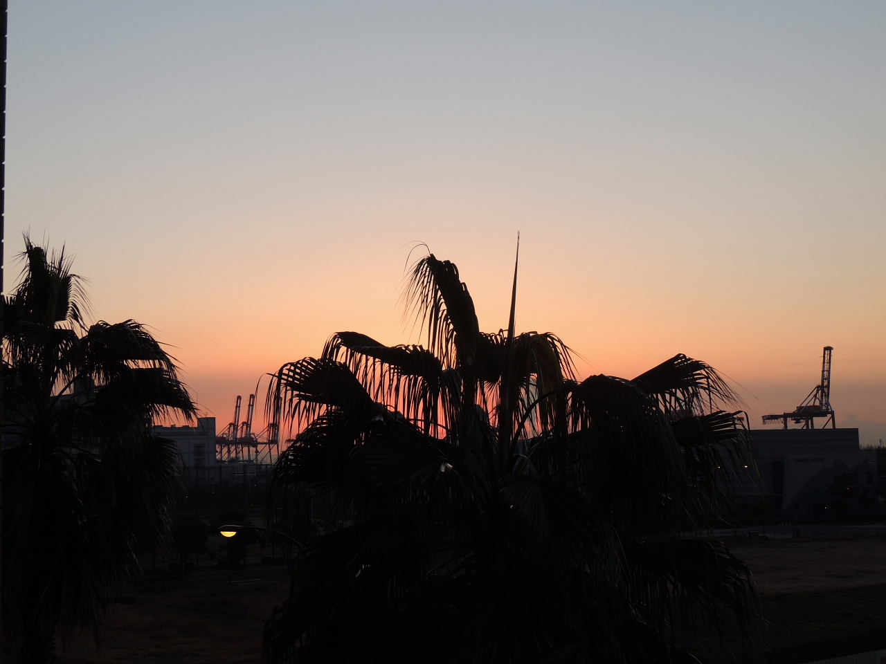 朝の空・トウネズミモチ・シジュウカラ・ジョウビタキ♀_a0037019_551131.jpg