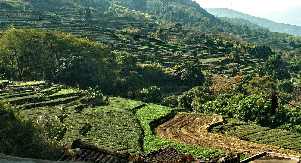 20121209 中国福建省泉州の散歩道：お茶とアカネシロチョウ_d0090322_127224.jpg