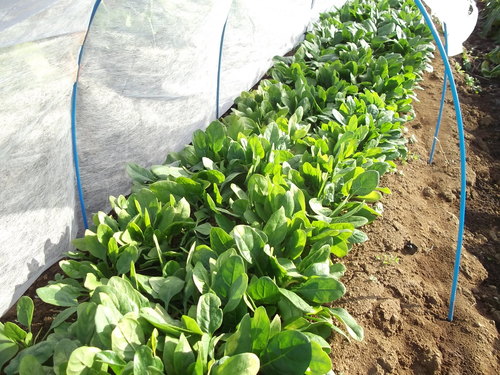 安くて効果的な野菜の食べ合わせ...Excite.Nes_b0137932_21562584.jpg