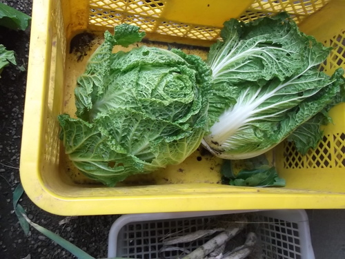 安くて効果的な野菜の食べ合わせ...Excite.Nes_b0137932_21573627.jpg