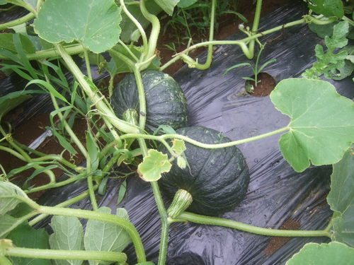 安くて効果的な野菜の食べ合わせ...Excite.Nes_b0137932_21592160.jpg