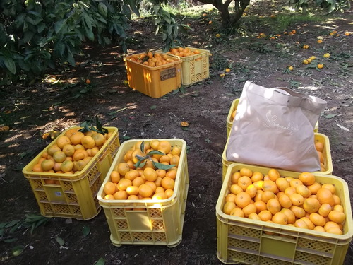 安くて効果的な野菜の食べ合わせ...Excite.Nes_b0137932_2203936.jpg