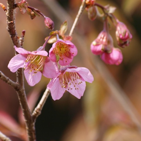 桜_b0035639_349376.jpg