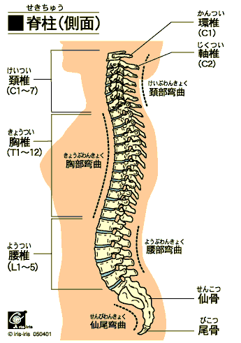 肩のラインの整え方 〜ある日の施術より〜_e0073240_8223850.gif