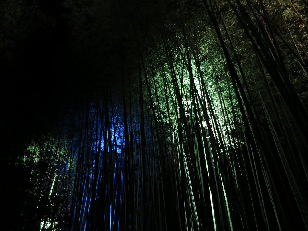 京都・嵐山のライトアップと花灯路_d0048750_20241089.jpg