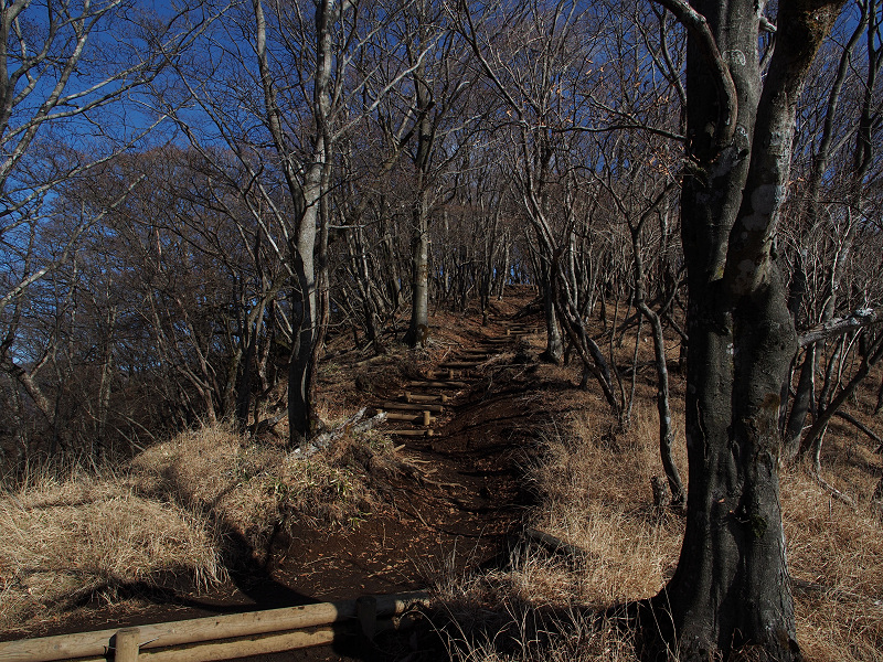 旅するかずとり　塔ノ岳・鍋割山（４）_a0192485_13261267.jpg