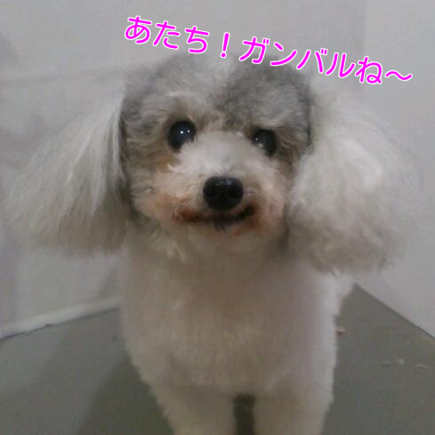 b0237894_20454641.png