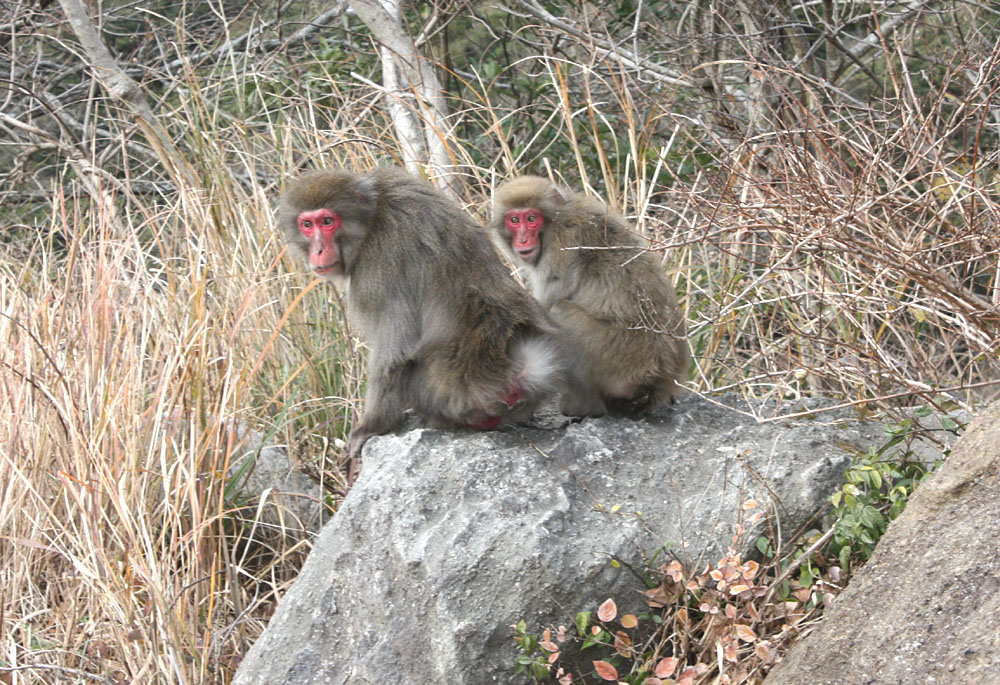 小さな旅 鋸山(千葉県鋸南町)_b0114798_1026232.jpg