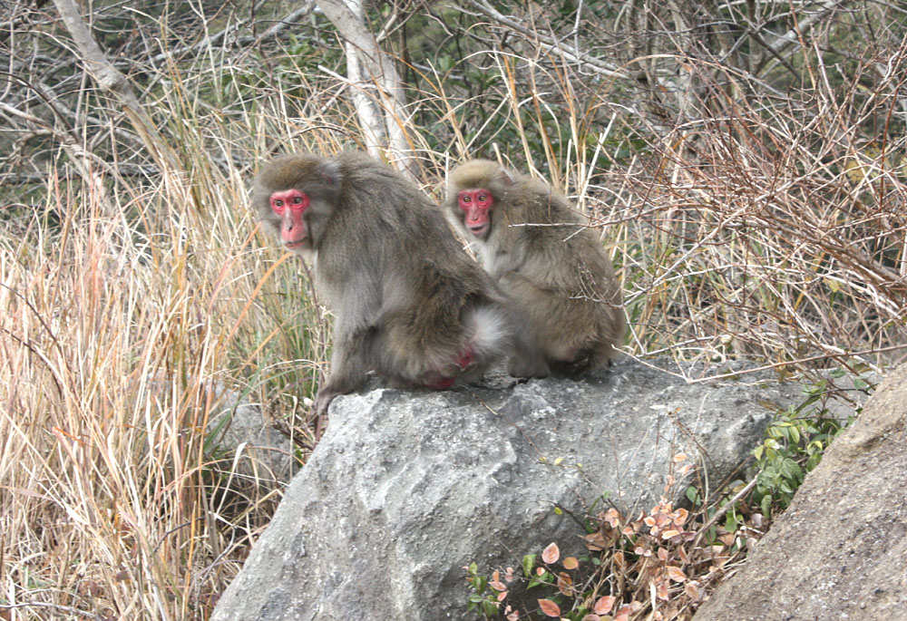 小さな旅　鋸山（千葉県鋸南町）_b0114798_1026232.jpg