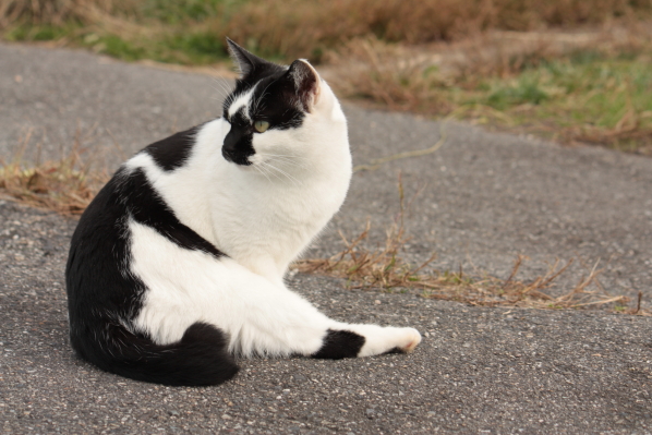 ブッチ、幸せに(=^・^=)。_d0001008_19472342.jpg