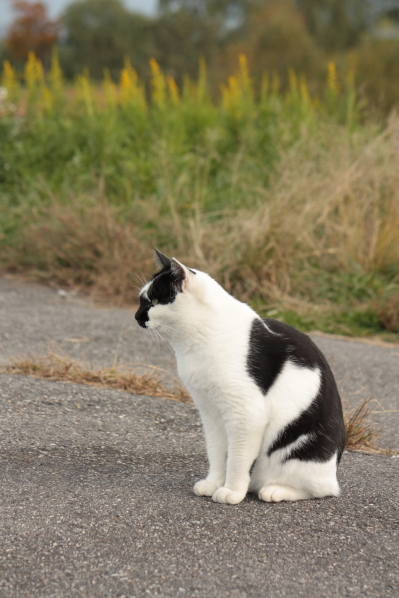 ブッチ、幸せに(=^・^=)。_d0001008_1948136.jpg