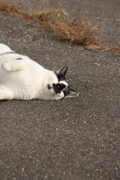 ブッチ、幸せに(=^・^=)。_d0001008_201276.jpg