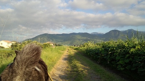 ブリトニー（旧 凛）ちゃん、新居からの近況報告♪_f0121712_11595846.jpg