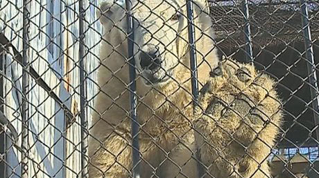 ロシア・ヴォルガ川流域のペンザ動物園にモスクワから移動したウムカの近況 ~ 待たれる新施設の完成_a0151913_2463888.jpg