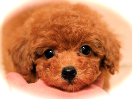 可愛い♡パピー♡_d0060413_2020288.jpg
