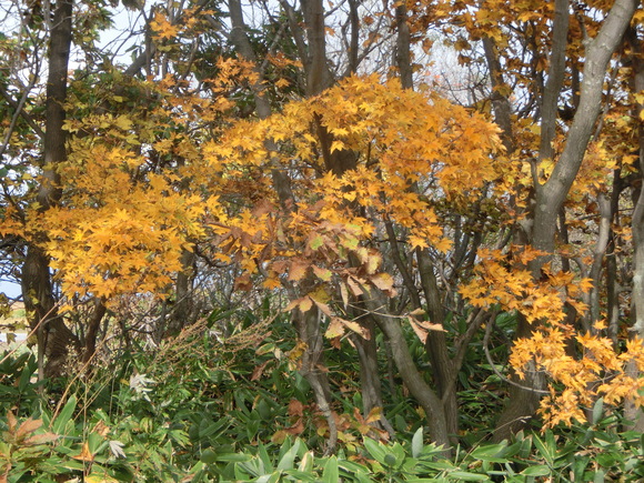 赤い実と黄金色の葉       10 月30日　　＊,12年を駆け足で～47_d0136122_19413626.jpg