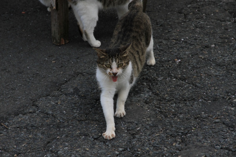 寒くたって平気にゃん_a0076825_226524.jpg