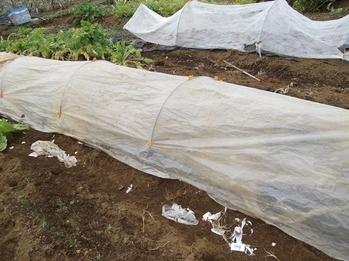 ニンニクが危機...寒い中再度植え付け!_b0137932_1234335.jpg