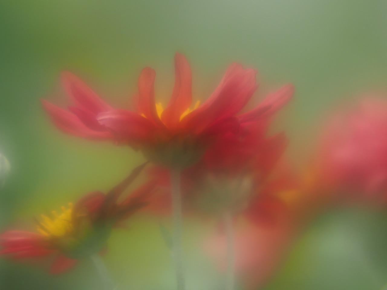 Sigma 135mmF2.8 multi_c0109833_1831353.jpg