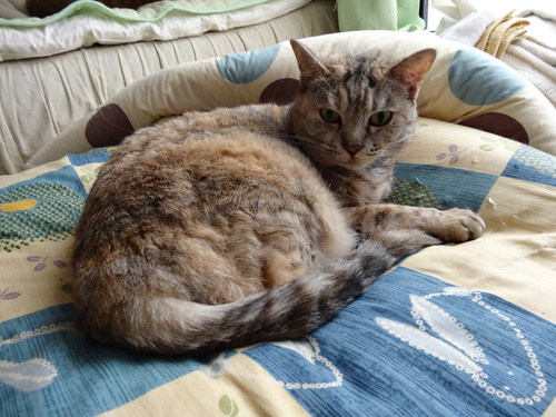 冬猫モード : COMPLEX CAT