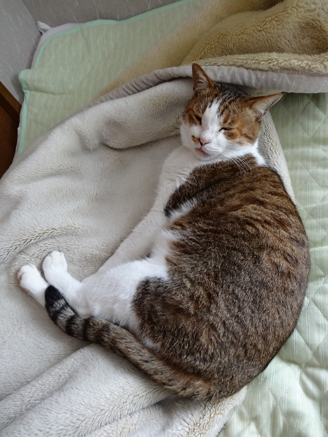 冬猫モード : COMPLEX CAT