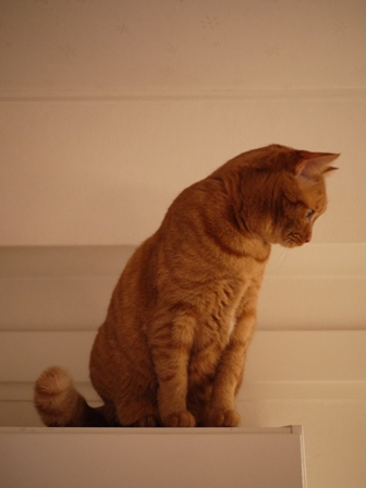 クリスマスイヴイヴ猫 しぇる編。_a0143140_1838325.jpg