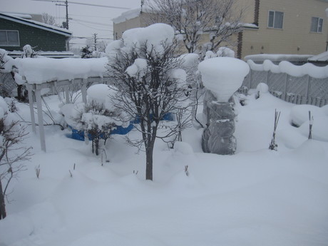 早くも凄い雪の庭とお家ご飯_a0279743_11362596.jpg