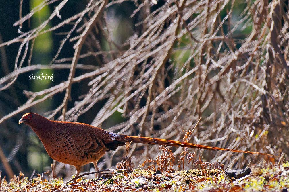 ヤマドリ（山鳥、全長：雄約125㎝、雌約55㎝） : チャレンジ